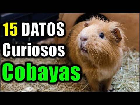 ¿Cuánto vive una cobaya? Descubre su esperanza de vida.