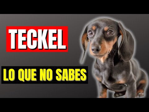 Dachshund: Descubre todo sobre la raza de teckel estándar Dachshund: Descubre todo sobre la raza de teckel estándar