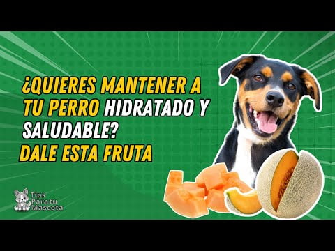 Melón para perros: ¿es seguro que lo coman?