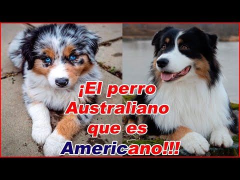 Descubre todo sobre el Pastor Ovejero Australiano: Características y cuidados Descubre todo sobre el Pastor Ovejero Australiano: Características y cuidados
