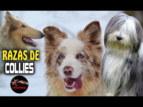 Descubre los diferentes tipos de collie: Guía completa