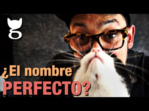 Nombres de gatos con significado: Encuentra el nombre perfecto para tu felino