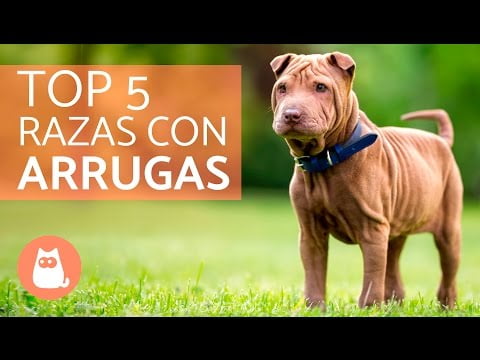 Descubre las mejores razas de perros arrugados