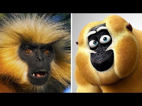 Descubre los nombres de los diferentes tipos de monos Descubre los nombres de los diferentes tipos de monos