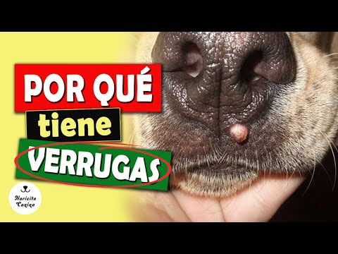 Elimina las verrugas en perros: causas y tipos Elimina las verrugas en perros: causas y tipos