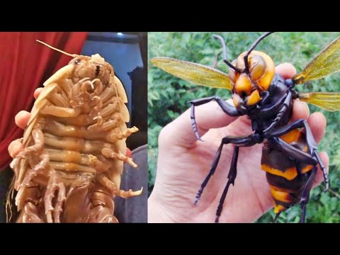 Descubre los 10 insectos más raros del mundo en esta lista única