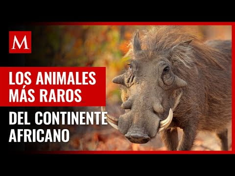 Descubre los fascinantes animales de África
