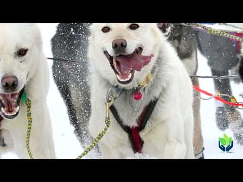 Razas de perros de nieve y trineo - Lista completa