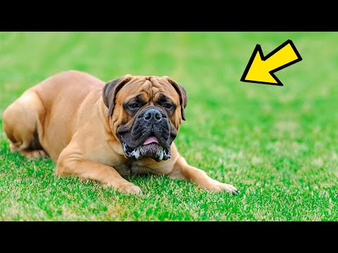 9 razas de perros con lengua azul: descubre las más sorprendentes 9 razas de perros con lengua azul: descubre las más sorprendentes