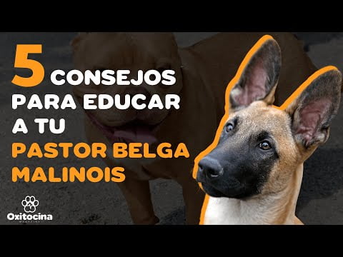 Descubre todo sobre el Pastor Belga Malinois: Razas, cuidados y entrenamiento Descubre todo sobre el Pastor Belga Malinois: Razas, cuidados y entrenamiento