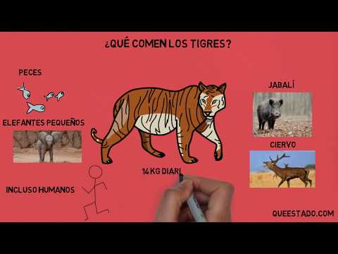 Descubre la dieta de los tigres: ¿Qué comen?