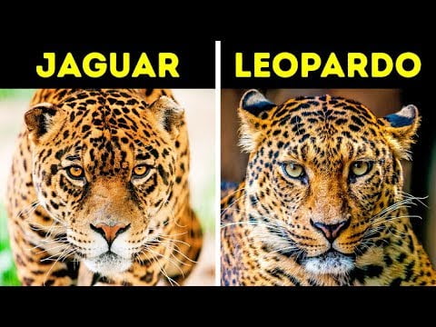 Descubre los 10 animales que empiezan por T Descubre los 10 animales que empiezan por T