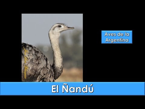 Descubre todo sobre el Ñandú: tipos, características y hábitat