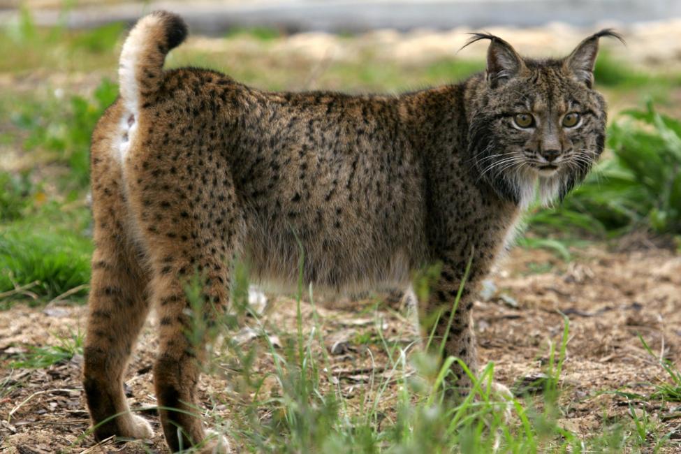 fauna-nica-de-espa-a-gu-a-de-especies-y-avistamiento
