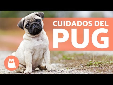 Pug o carlino: Todo lo que necesitas saber sobre estas adorables mascotas