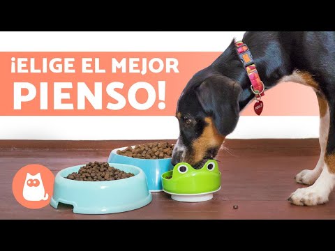 Piensos naturales para perros: ¡Los mejores del mercado!