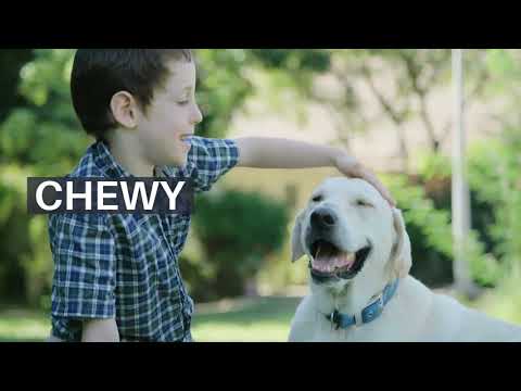 Nombres para perros blancos: Ideas para machos y hembras Nombres para perros blancos: Ideas para machos y hembras