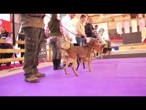 Podenco orito español: la raza canina autóctona que debes conocer.