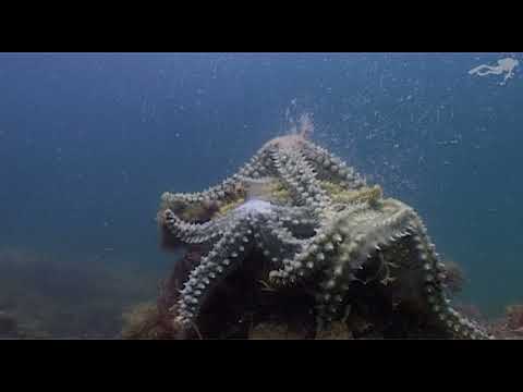 Reproducción de estrellas de mar: todo lo que necesitas saber