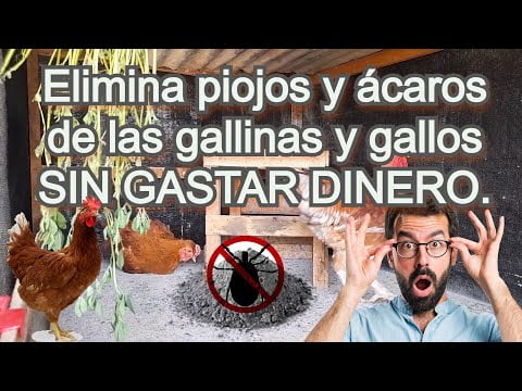 Piojos en gallinas: síntomas y eliminación efectiva