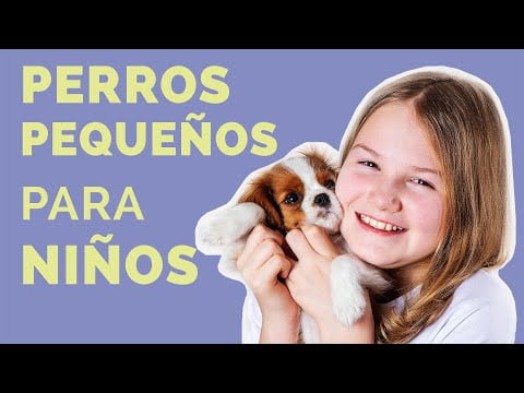 Los mejores perros pequeños de pelo corto: Top 6