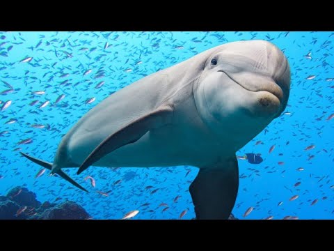 ¿Delfín: Mamífero o pez? Descubre la verdad aquí ¿Delfín: Mamífero o pez? Descubre la verdad aquí
