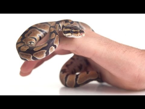Descubre los tipos de serpientes no venenosas más comunes