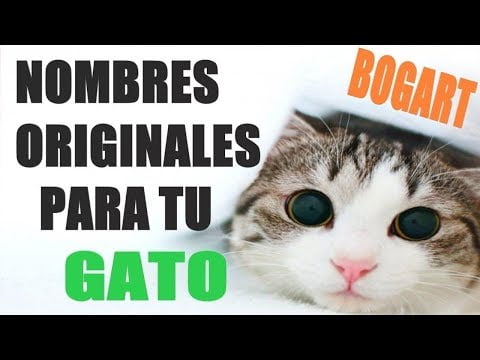 Nombres egipcios para gatos Nombres egipcios para gatos