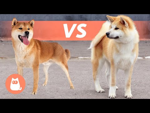 Descubre la belleza del Akita Inu: la raza japonesa más encantadora