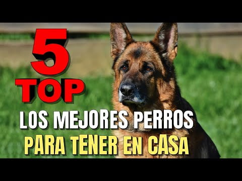 Pinscher Miniatura: La Raza Perfecta para tu Hogar