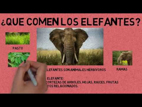 Descubre la alimentación de los elefantes: qué comen y cómo lo hacen Descubre la alimentación de los elefantes: qué comen y cómo lo hacen