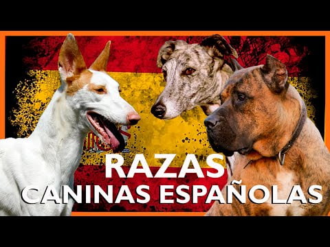 Descubre las mejores razas de perros españoles