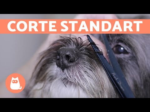 Cómo cortar el pelo a un perro en casa: Guía práctica Cómo cortar el pelo a un perro en casa: Guía práctica
