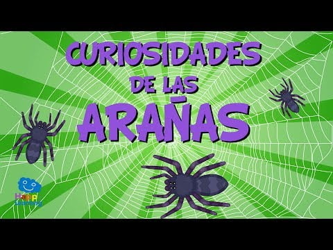 Curiosidades: ¿Cuántas patas tiene una araña? Curiosidades: ¿Cuántas patas tiene una araña?