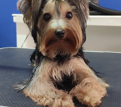 AF1QipMhsE1xk0mAtjSn5LiS8BLw9Wr5dQ_aNthQHEBZw408-h884-k-no.jpg