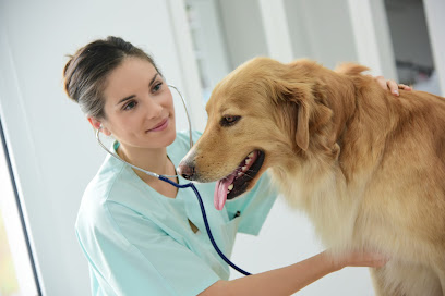 Veterinarian examining dog's heartbeat