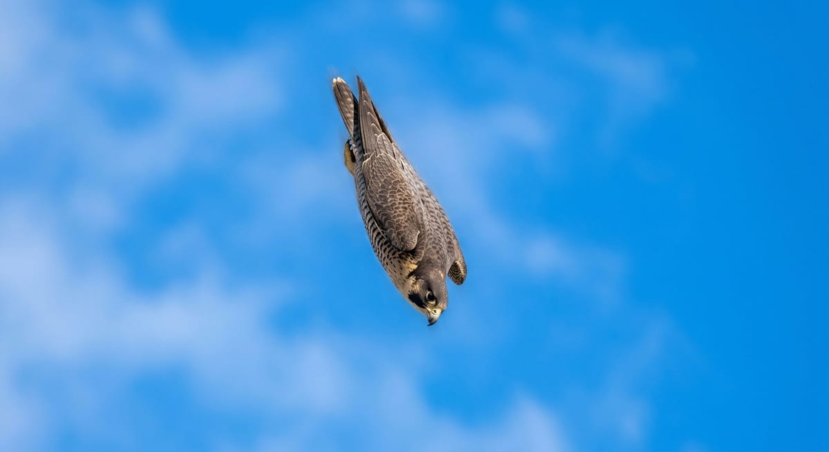 El picado del Halcón Peregrino Halcón peregrino realizando un picado a gran velocidad, el animal más rápido del planeta