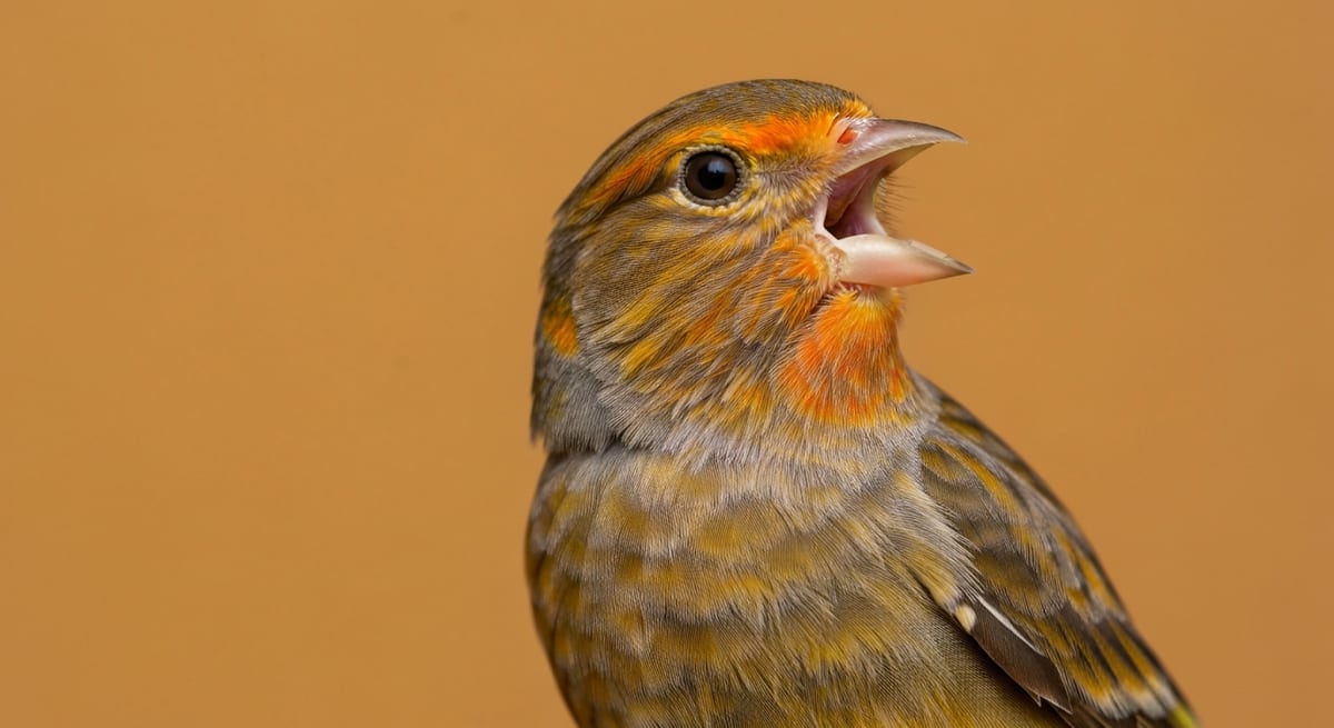 Canario de canto en acción Canario de canto Harz Roller cantando, mostrando la vibración de las plumas en su garganta.