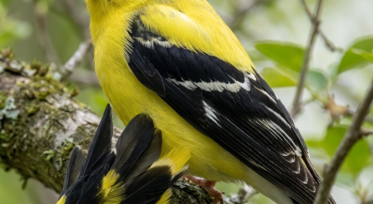 Color del hombro en el jilguero Hombro negro de un jilguero macho adulto como clave de sexado