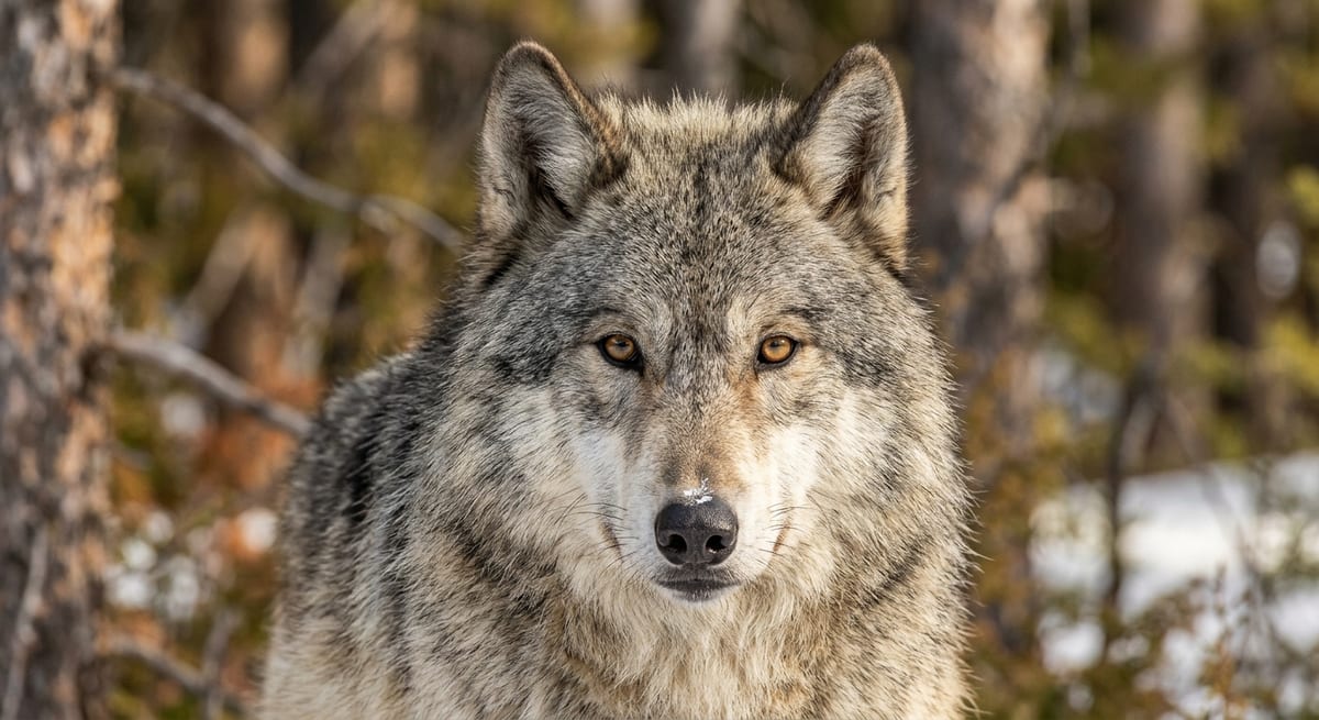 Fisonomía del cazador Detalle del rostro de un lobo gris, mostrando las adaptaciones sensoriales de los animales carnívoros.