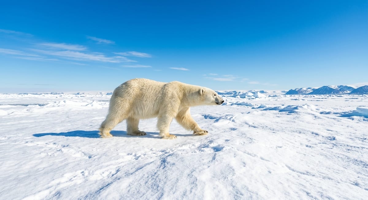 Carnívoros de ecosistemas fríos Oso polar en el Ártico, ejemplo de animal carnívoro adaptado a climas gélidos.